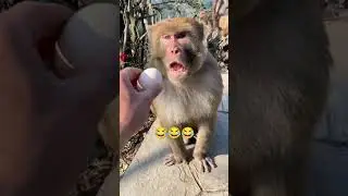 monkey #приколы #юмор #прикол