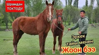 ШРАМДАН ТОКТОДУ Чоң бээ ЭКӨӨНҮ САТАМ 💥18 апреля 2023 г.