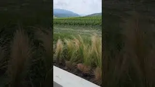 💣 бомбическая трава на фоне виноградника и гор