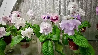 Продажа взрослых стрептокрпусов новых сортов DS