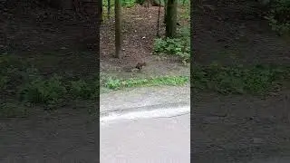 Москва... парк Рассказовка... Милота...
