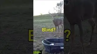 Someone's not happy! #deer #deerhunting #watertank #tactacamreveal