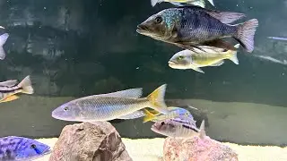 Let’s check out the downstairs tanks! Some big changes