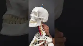 Part 1: How to STOP Jaw Clenching! 