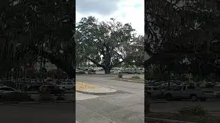 Beautiful Oak Tree's in Gainesville Fl 2 of the few oak Tree's left in the city of Gainesville.