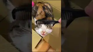 счастливый кот Happy cat