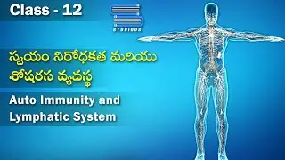 స్వయం నిరోధకత & శోషరస వ్యవస్థ – Auto Immunity and Lymphatic system | Biology Telugu | Class 12 Bipc