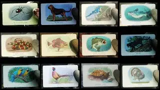 FAUNA OF N. AMERICA CIGARRETTE CARDS LOCATIONS | RED DEAD REDEMPTION 2