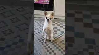 Чихуахуа понимает без слов