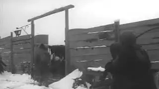 Даже скотина по утрам не пьет шампанское...С. Морозов.