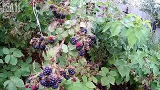 Дела огородные, урожай 2020 года