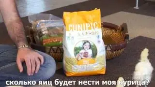 Куры-самый лучший экологический корм для кур