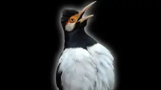 Very Good Suren Starling Sound - Sturnus Contra
