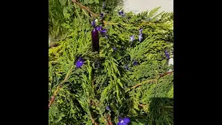 Countdown to the Christmas Day Premieres Launch - The First Sunday of Advent