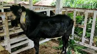 GOAT FARMING IN THE PHILIPPINES | NEGROS GOAT FARM | Terra Grande Farms