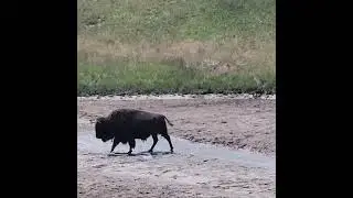Yellowstone