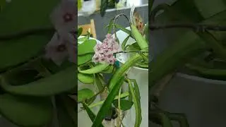 Хойї на виставці