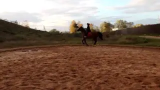 Лошади в Боровичах 