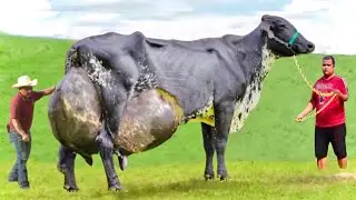 Top 11 Heat Tolerant Dairy Cow Breeds in the World-Gyr cattle-Girolando-Holstein-Jersey-Sahiwal cow