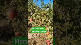 Как растут гранаты прямо у дороги? Налетай 🍑
