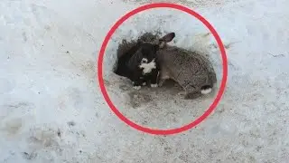 The rabbit saved the puppies and replaced their mother!