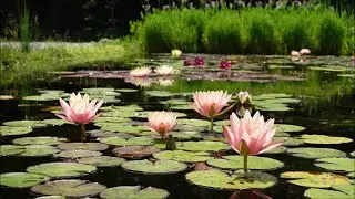 Piante Acquatiche Experience 26 Agosto 2023 Torino