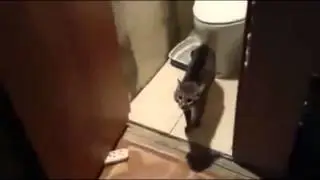 Кот на страже туалета