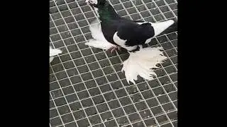 Usbek Pigeons/Usbekische Tauben/Узбекские голуби 🕊 (Хаккя)