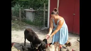 Morning & Evening Farm Chores: Feeding the Animals in our Small Homestead!