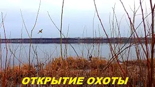 Лучшее открытие весенней охоты. Охота с подсадной / MAX HUNTER