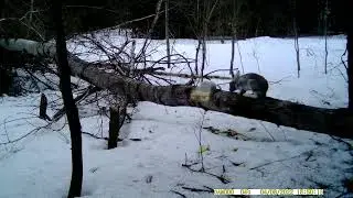 Заяц на осине