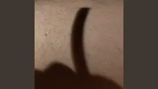 Ass Head