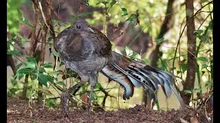 Mimicking sounds of the Lyrebird