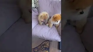Ciroyu Babasıyla Buluşturduk YAYINDA