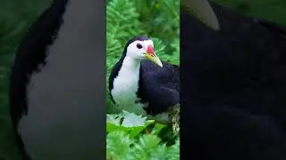 amazing bird on the earth unbilievable bird behavior 34