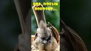 Воробьи в кормушке - Вот, новый поворот ...  #sparrow #birdslover #birdfeeder