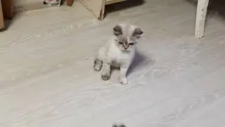 Шотландские, Британские котята, коты и кошки в продаже 89686112288.