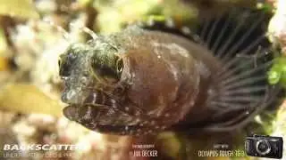 Amazing Macro - Olympus Tough TG-3 Underwater Camera Test