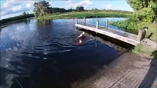 Lake Rousseau, Florida - Bowfin Hook Set Up's That Work