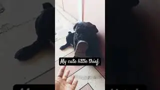 My cute little thief #youtubeshorts #explore #trendingsong #trendingvideo #viral #fyp #dog #youtube