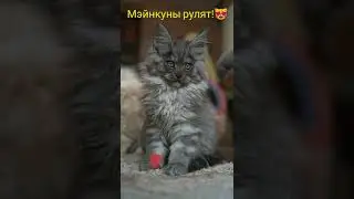 Веселые котики породы Мэйн-кун - смешная подборка видео