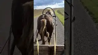 прокатимся