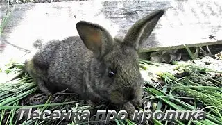 Песенка про кролика