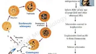 Plasmodium falciparum lecture