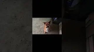 Тайсон на тренировке 🏋️
