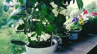 Why do the leaves of Stephanotis turn yellow and why doesn’t it bloom?