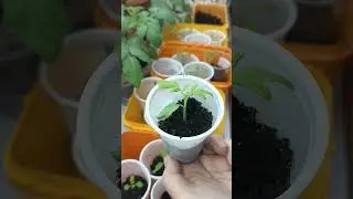 Посеянные томаты пошли в рост, что делать дальше.#томаты