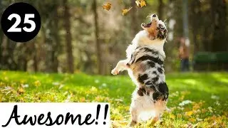 Animals are Awesome!!! #25