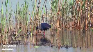 El Porrón Pardo, una anátida en peligro de extinción