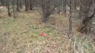 Грибы в Германии - Белые грибы и мухоморы